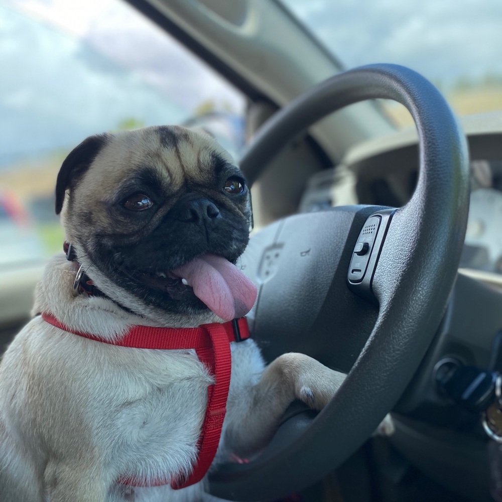 Meet your Posher, Ana